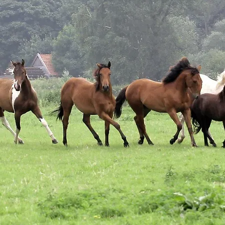 Pensjonat Westernhorse Academy